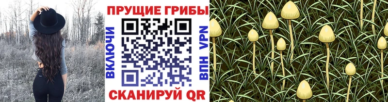 наркошоп  Сибай  Псилоцибиновые грибы Cubensis 